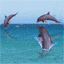 jadore les dauphins
