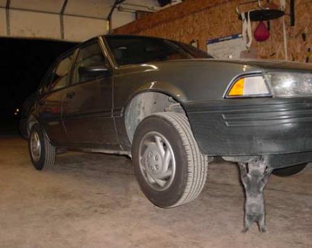 je vous presente supercat le chat de superman!