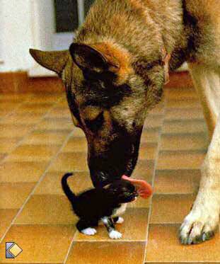 grosse laichouille