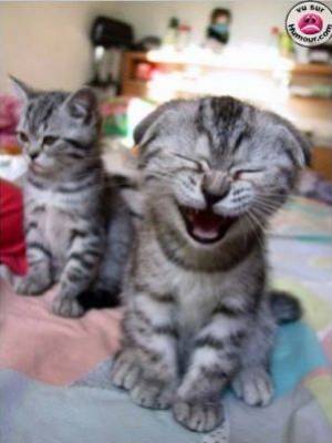 lol  il est mort de rire ce chat